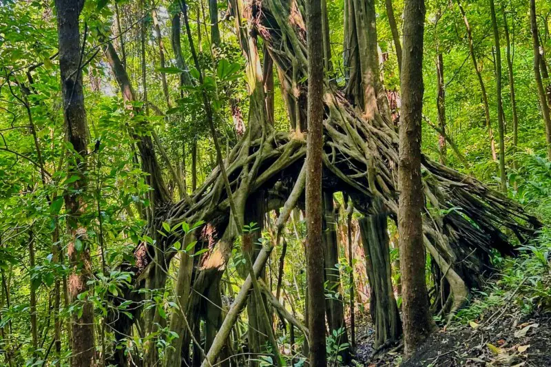 Wiliwilinui Hiking Trail