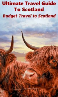 Scottish Cattle