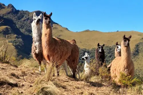 Alpacas at the Pasochoa volcano, Ecuador