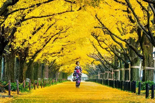 Beautiful girl wearing japanese traditional kimono at row of yel