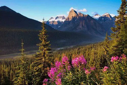 The Canadian Rockies in full bloom. western canada travel guide