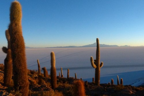 Cactus near the great Bolivian salt falts