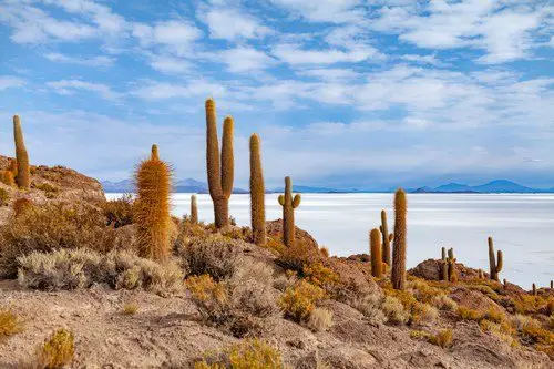 Cactus on the edge of the salt flats