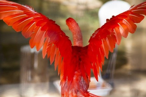Crimson Pelican