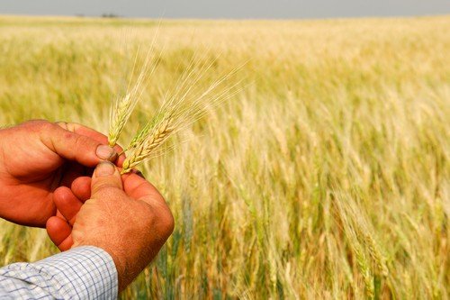 Durum Wheat in Farmer's Hands - central canada travel guide