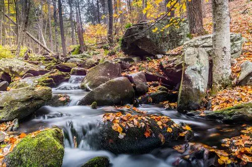 Eastern Canada Woodlands