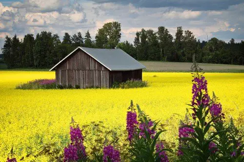 Finland Bright colors of summer.