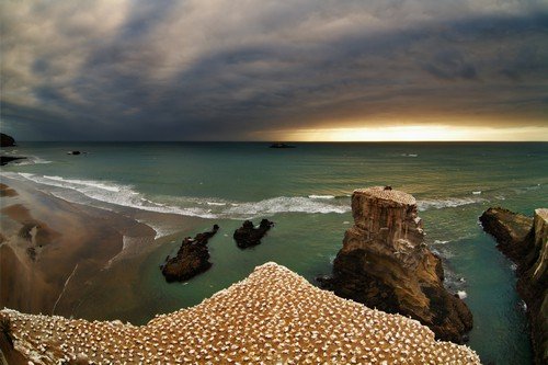 Gannet colony, Muriwai Beach, New Zealand