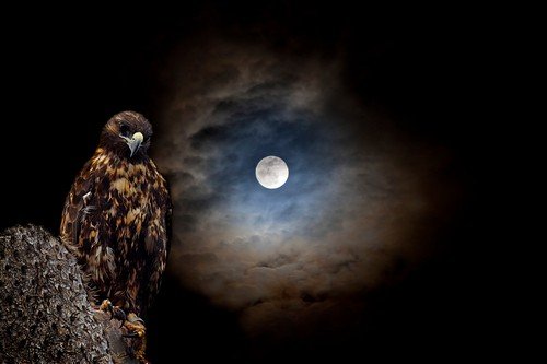 Galapagos Hawk on a cactus, in front of the moon