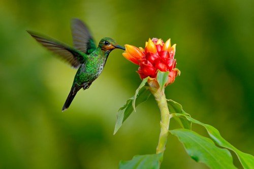 Green-crowned Brilliant, Heliodoxa jacula, green bird from Costa Rica flying next to beautiful red flower with clear background, nature habitat, action feeding scene - Ecuador travel guide