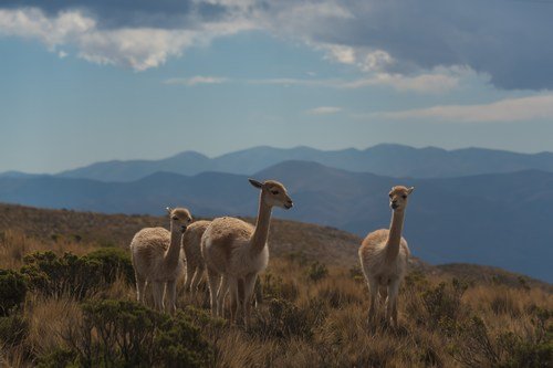 Lamas in the high mountains - ultimate argentina travel guide