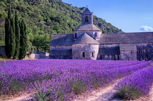 Lavender fields, France.