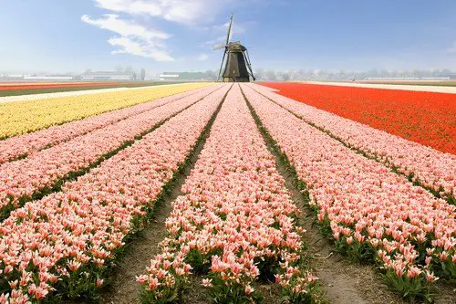 Multi colored tulip fields and windmill ultimate netherlands travel guide