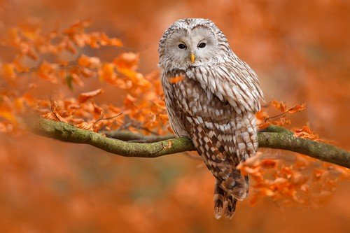 Ural Owl, Strix uralensis, sitting on tree branch, at orange leaves oak forest, Sweden