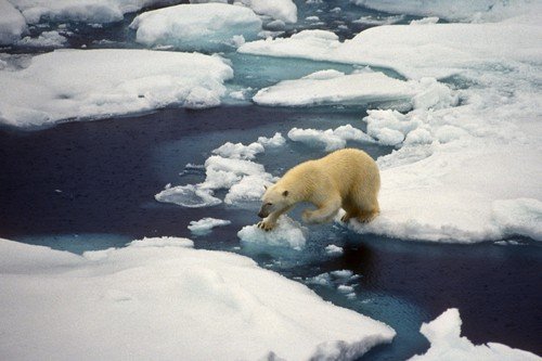 Polar bear moving on ice covered waters in the North Atlantic, northwest of Svalbard, Spitsbergen, Norway,