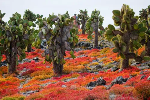 Prickly pear cactus on the island. The Galapagos Islands. - ultimate galapagos islands travel guide