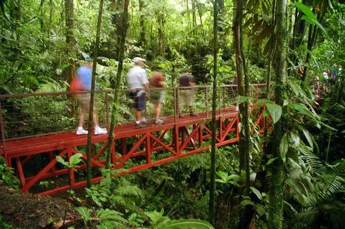 Rainforest Walk. panama travel guide