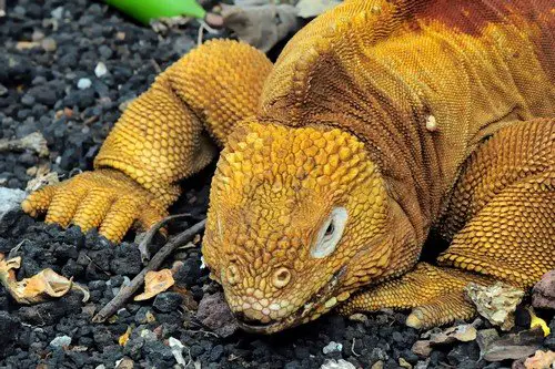 Red Dragon. Land iguana. Conolophus subcristatus - endemic to the Galapagos islands, Ecuador