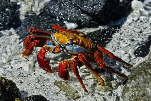 Red Rock Crab, Galapagos Islands, Ecuador - ultimate galapagos islands travel guide