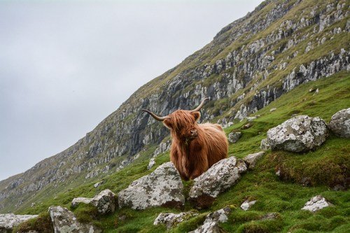 Scottish Cattle On the Rocks