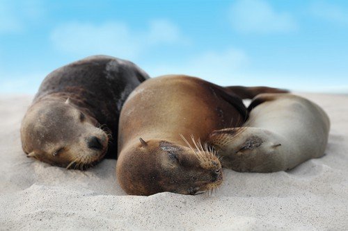 Sea Lion Family in sand lying on beach on Galapagos Islands - Cute adorable Animals. Animal and wildlife nature on Galapagos, Ecuador, South America.