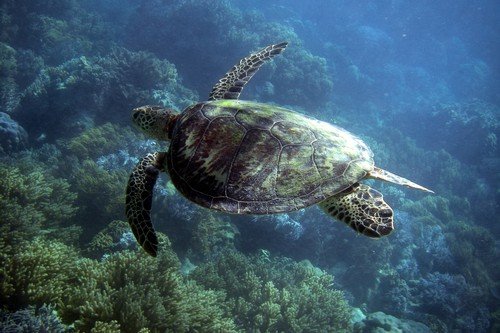 Sea Turtle in Great Barrier Reef - Australia