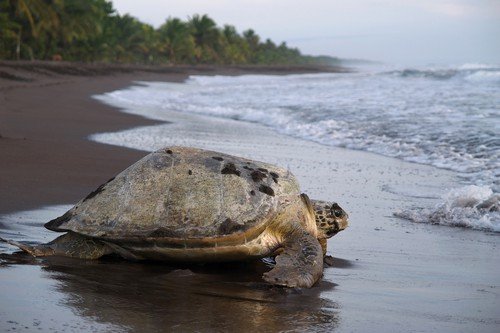 Sea turtle crawling from the beach to the sea in Tortuguero National Park, Costa Rica
