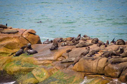 Sea wolves on the rocks in Cabo Polonio, coast of Uruguay