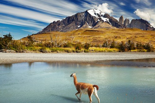 Guanaco crossing the river in Torres del Paine National Park, Patagonia, Chile