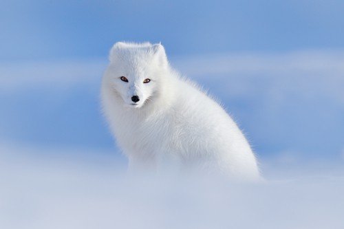 White polar fox in habitat, winter landscape, Svalbard, Norway. Beautiful animal in snow. Sitting fox. Wildlife action scene from nature, Vulpes lagopus, in the nature habitat. Cold winter with fox. ultimate russia travel guide