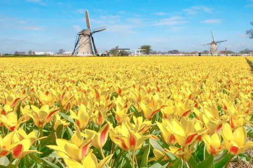 Windmill and yellow tulips in Holland ultimate netherlands travel guide