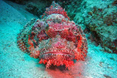 Dragons Head On the Sharm El Sheikh Ocean Floor- Ultimate Egypt Travel Guide