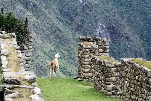Lama at the Machu Pichu ruins. - ultimate peru travel guide