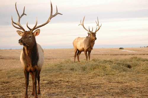 Elk on the plains in Central Canada