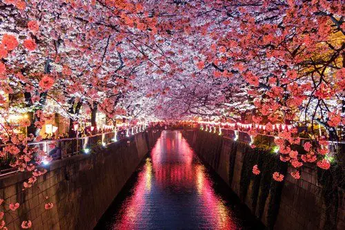 Cherry blossoms in Kyoto - ultimate japan travel guide