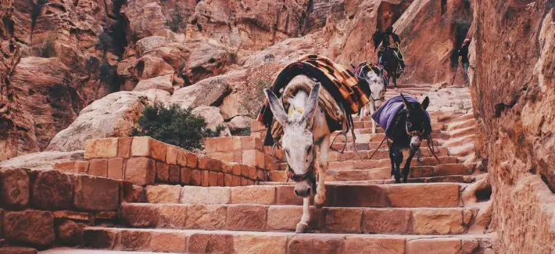 3 donkeys on the steps in Jordan