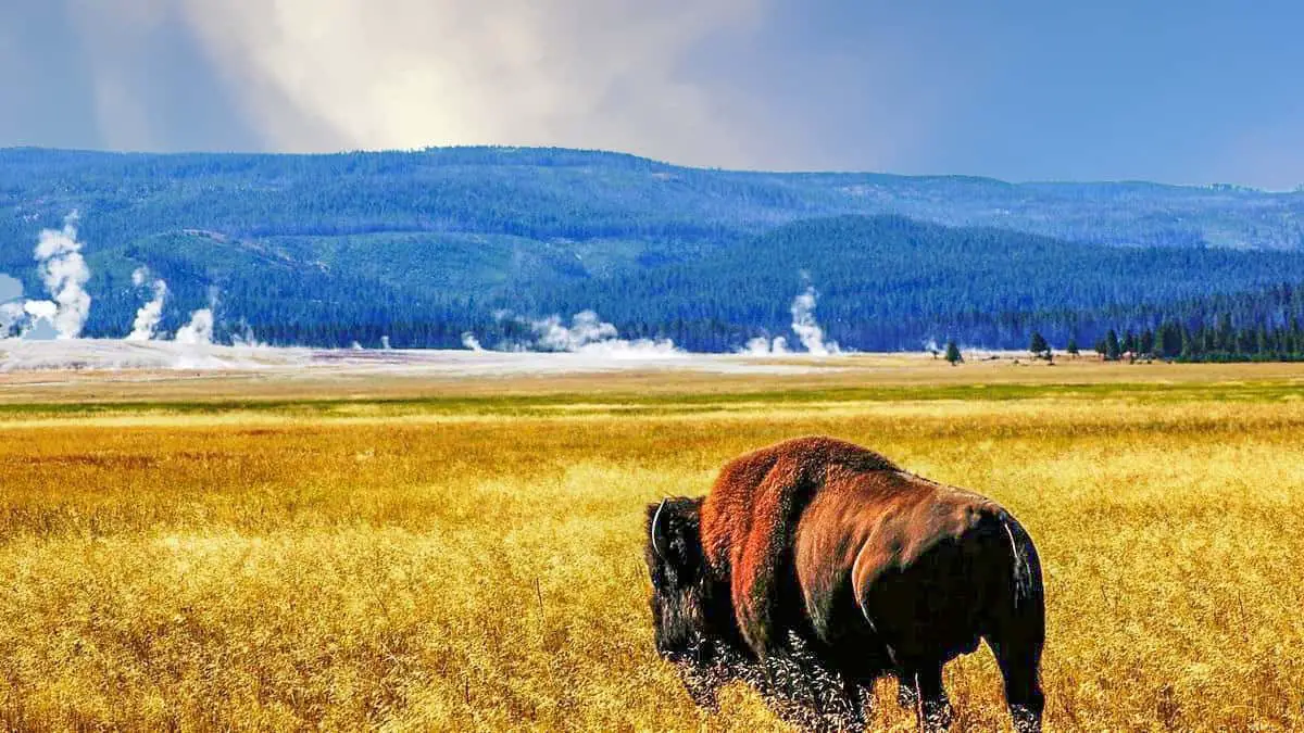 Yelowstone National Park Buffalo On the Prarie