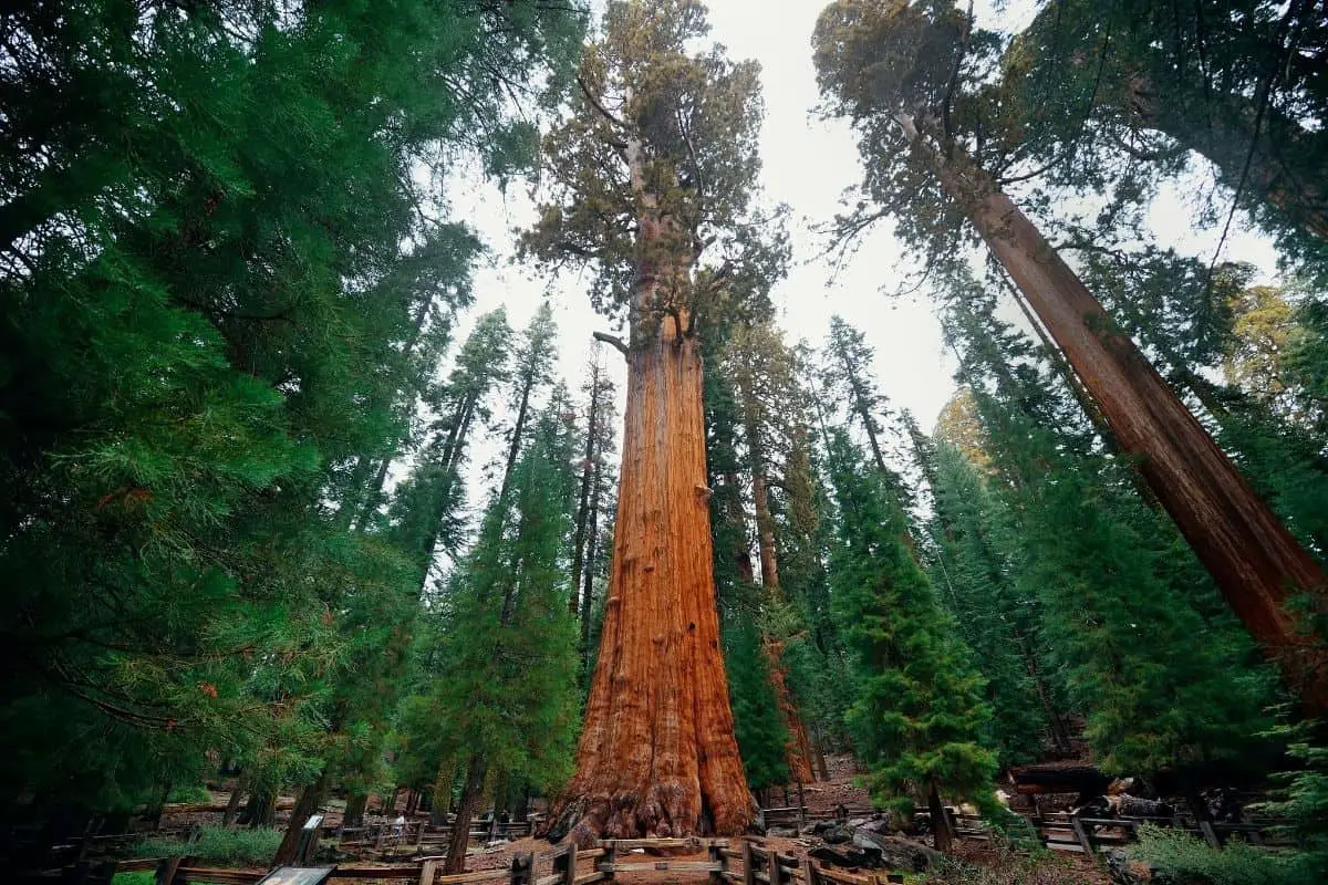 1. General Sherman Tree Trail - Sequoia National Park