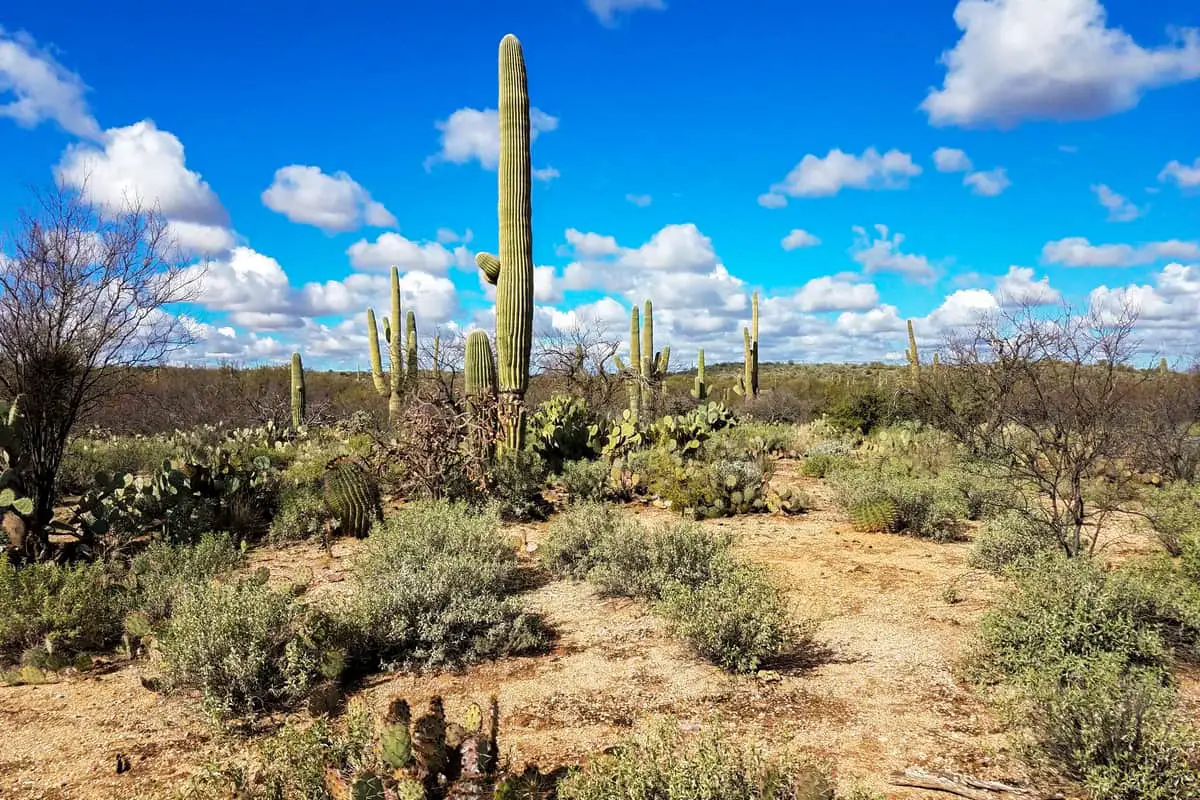 11 Cactus Forest Trail- Saguaro