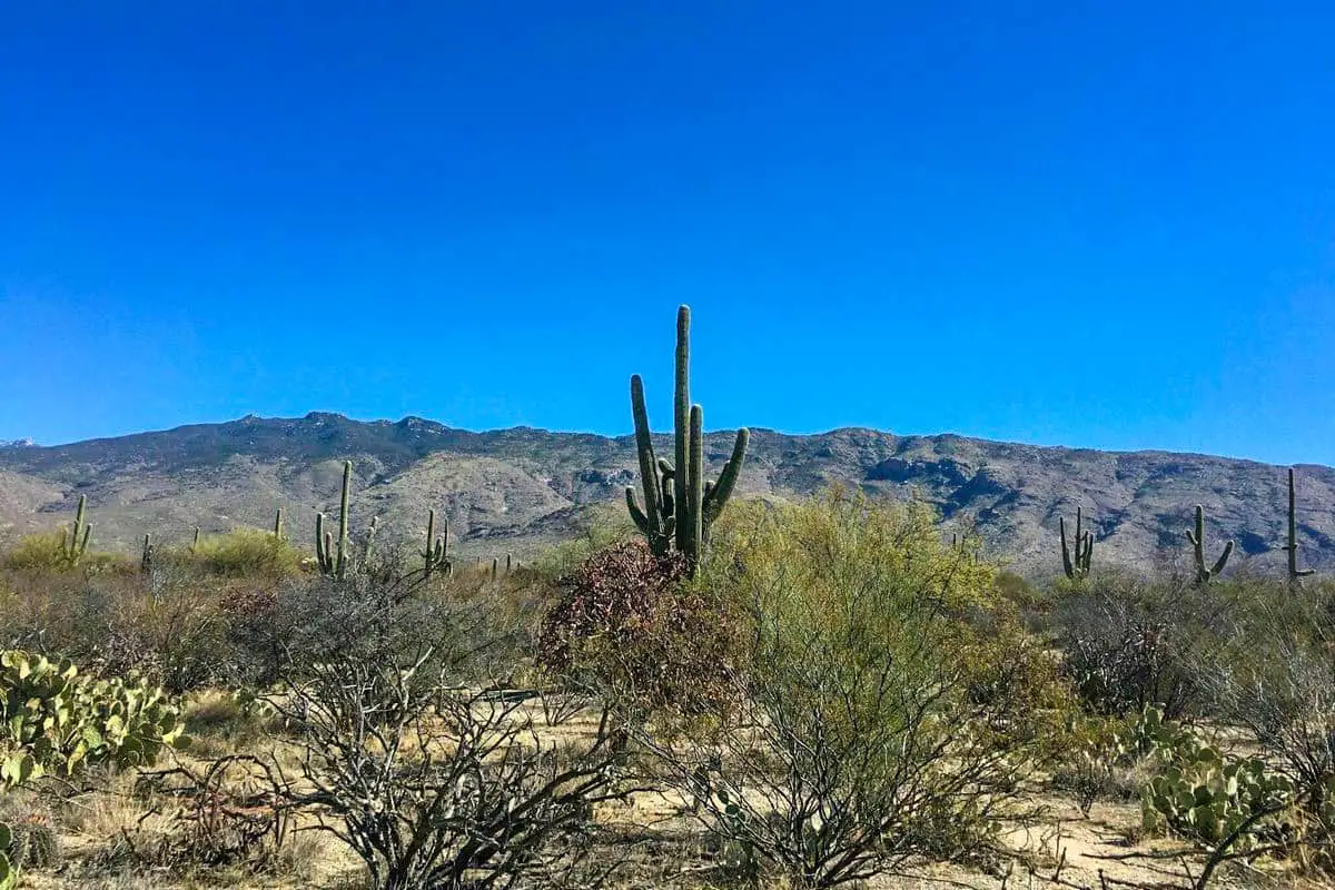 Best Hikes in Saguaro National Park