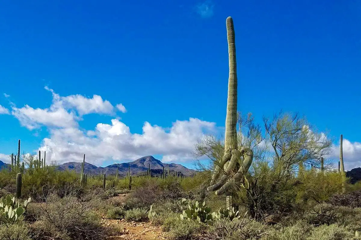 Best Hikes in Saguaro National Park