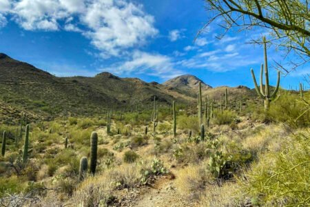 15 Hard Saguaro National Park Hiking Areas In Jan 2024
