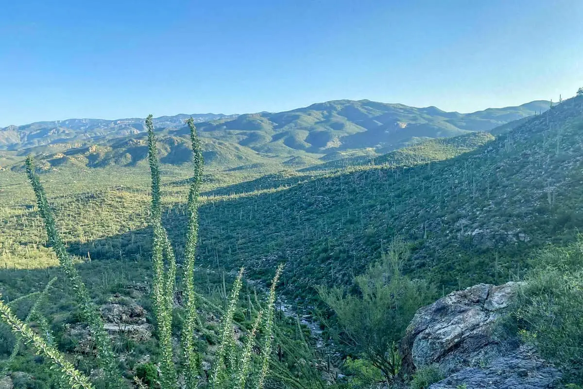 8 Douglas Spring Trail- Saguaro National Park Hiking Areas