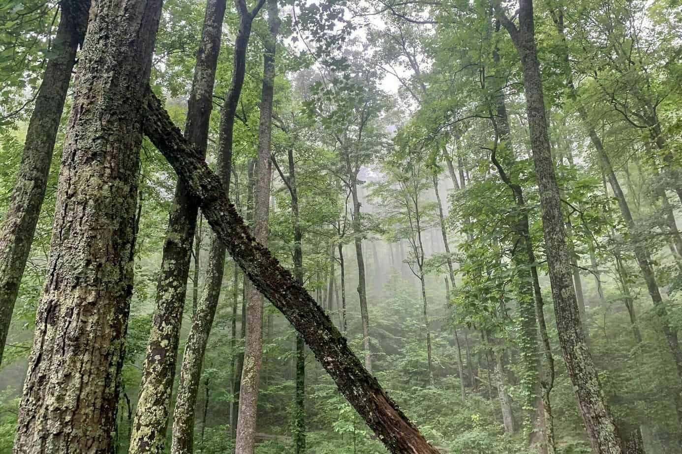 8. Laurel Falls trail - Smoky Mountains National Camping