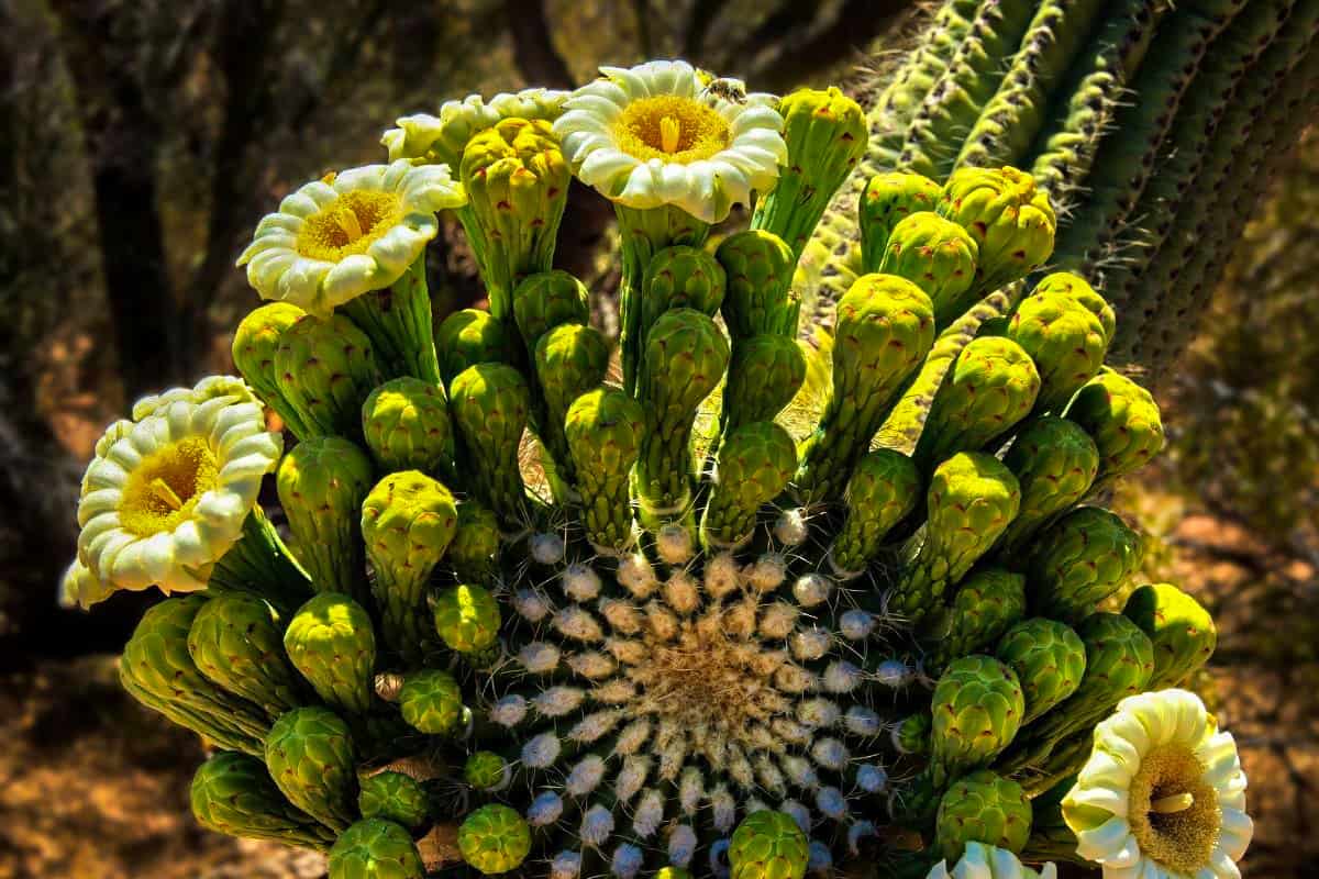 Cactus Saguaro National Park
