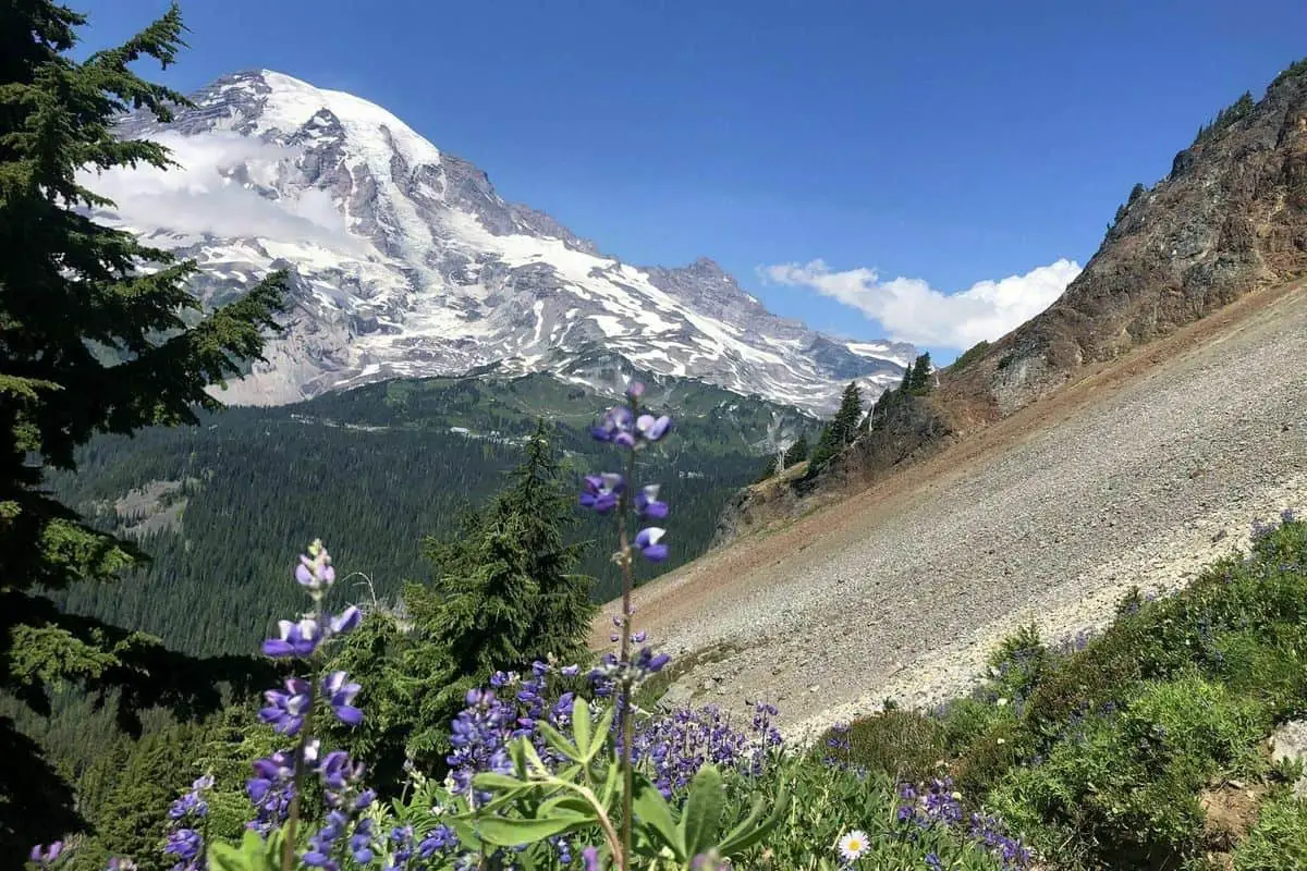 Mount Rainier with lilacs in foreground - Mount Rainier National Park Boondocking