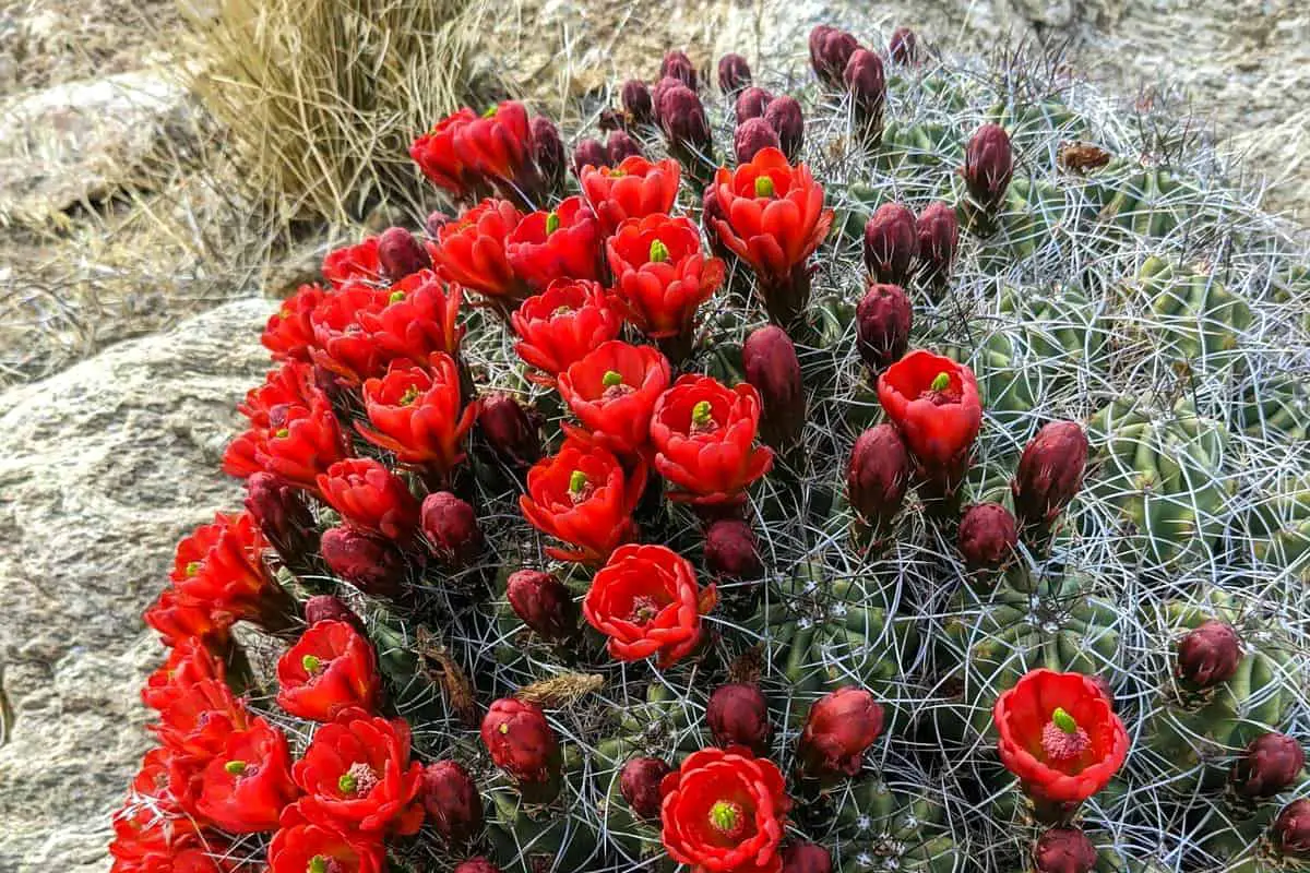 Joshua Trees national Park red cactus flowers