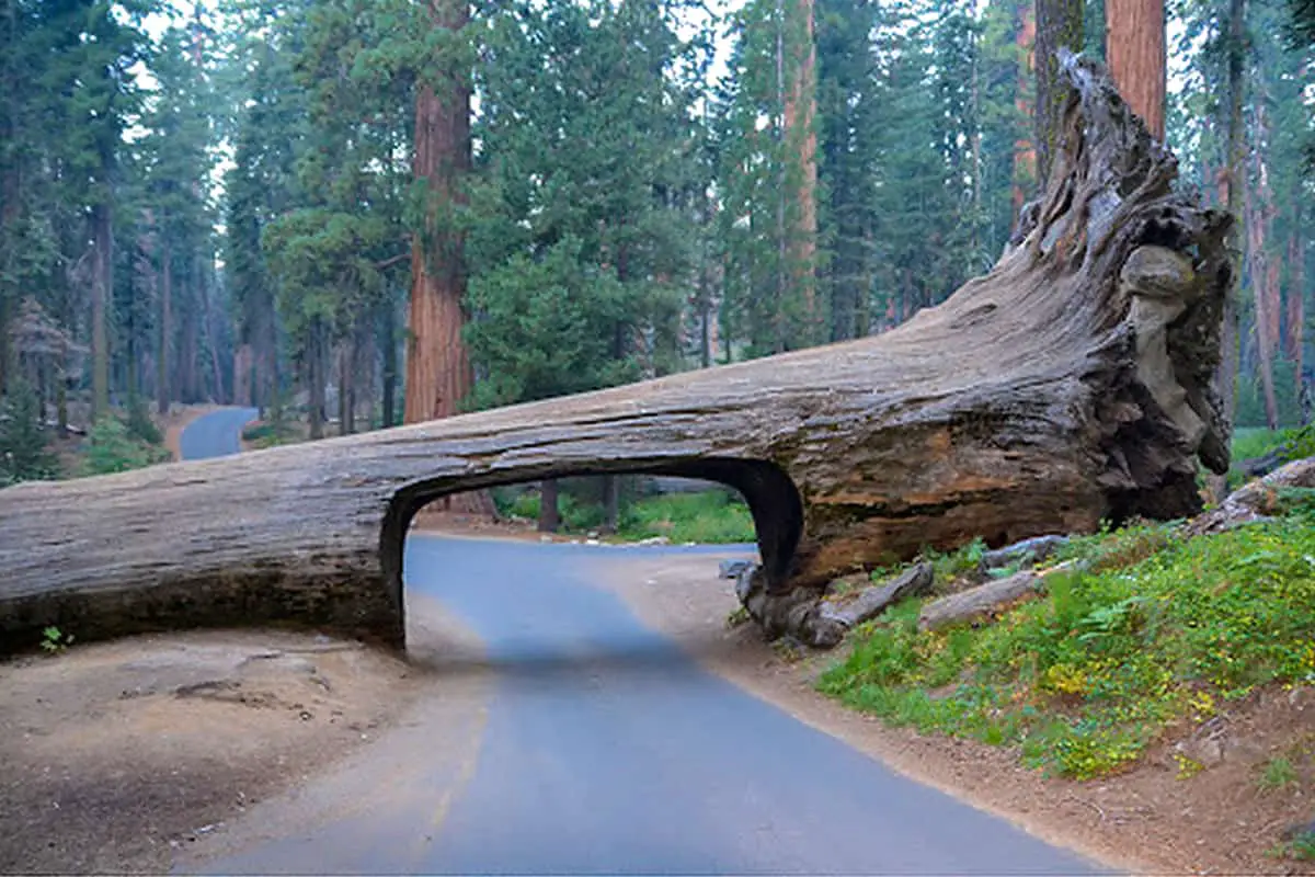 Tunnel Log - Sequoia National Park