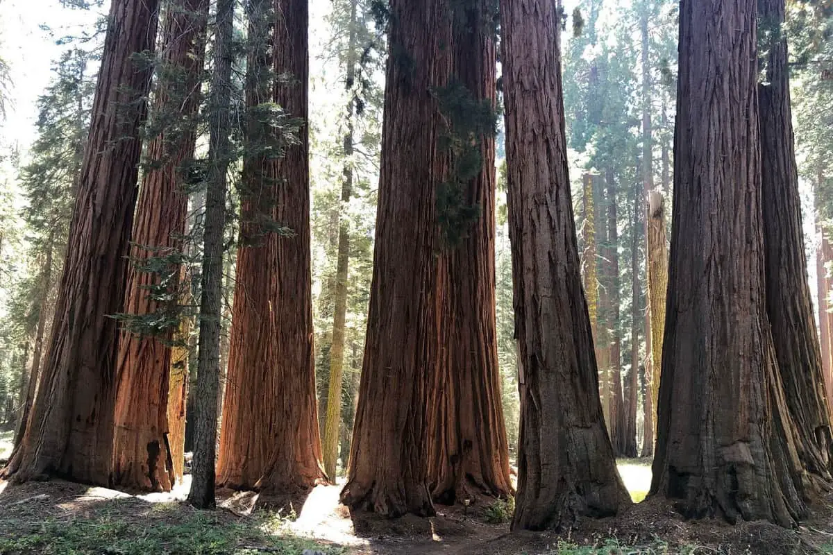 Giant Trees in Sequoia National Park