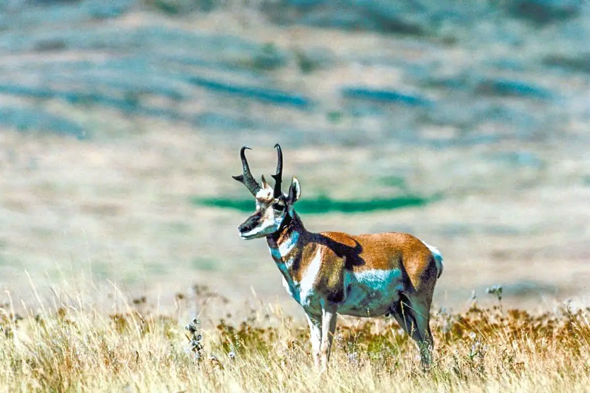 Wind Cave National Park Pronghorn Antelope